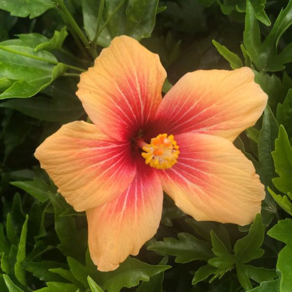Euphoria Garden - Image 2