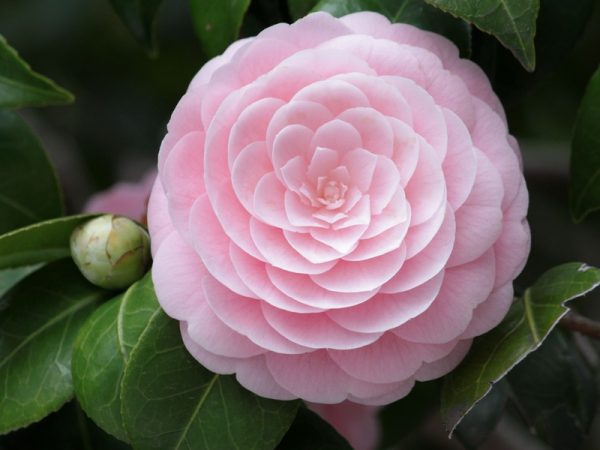 Citrus Blossom & Eucalyptus