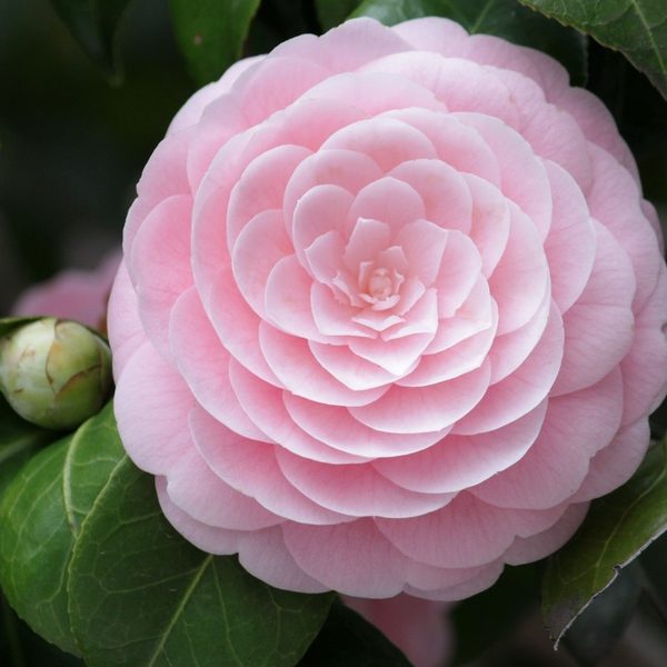 Citrus Blossom & Eucalyptus