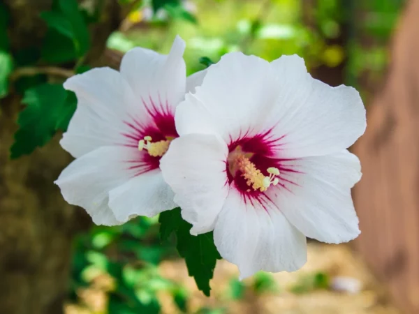 Euphoria Garden - Image 3