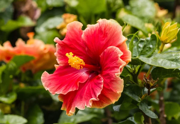 Euphoria Garden - Image 4
